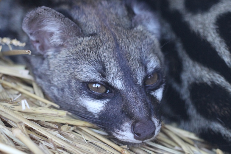 african genet